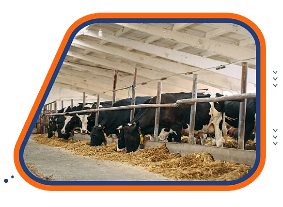 Allied Aitebar Agriculture Finance Dairy Farming